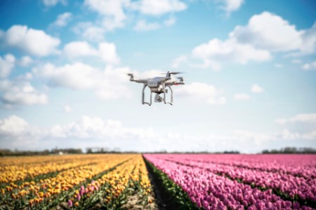 drone camera flying tulip fields