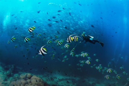 Schools of fish with a scuba diver