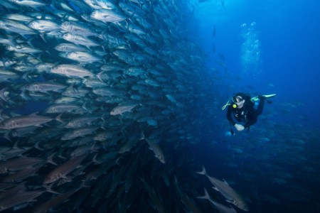 Scuba diver swimming past wall of jacks